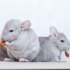 The Essentials Needed For A Healthy Chinchilla