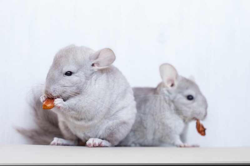 do chinchillas have health problems