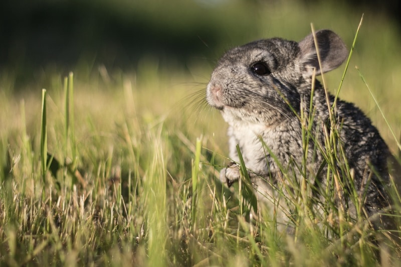 The Origins and Wild Chinchillas Today