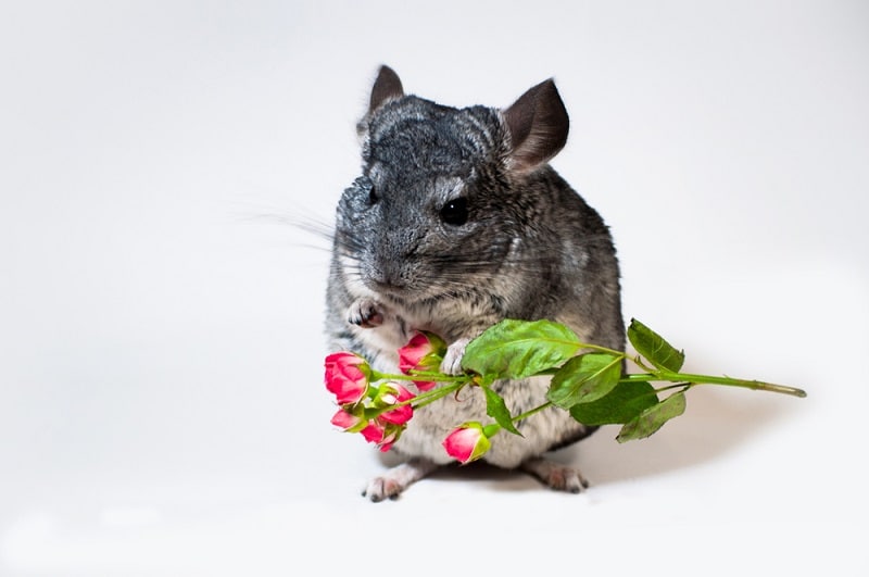 What Do Wild Chinchillas Eat?