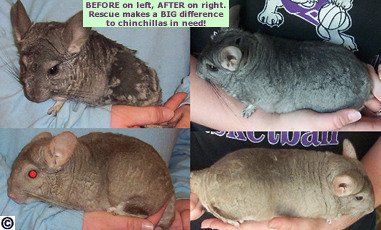 Rescuing Chinchillas Can Make A Difference