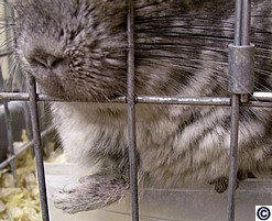 Chinchilla with a broken arm due to inappropriate cage