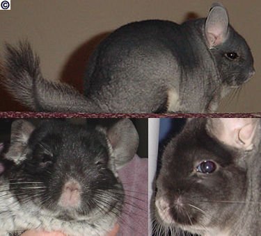 Chinchilla brevicaudata traits