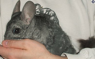 Chinchilla with severe fur biting