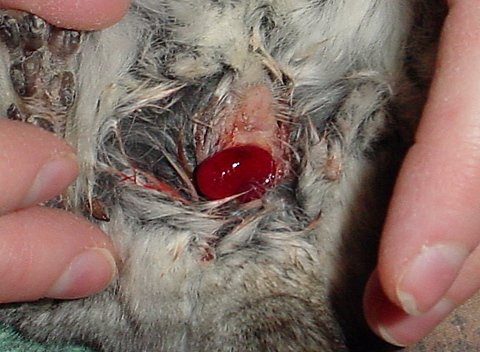 Chinchilla Rectal Prolapse