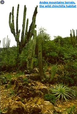 Wild Chinchilla Habitat in the Andes mountain terrain