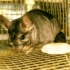 ChinCare Chinchilla Rescue Report and Experiences