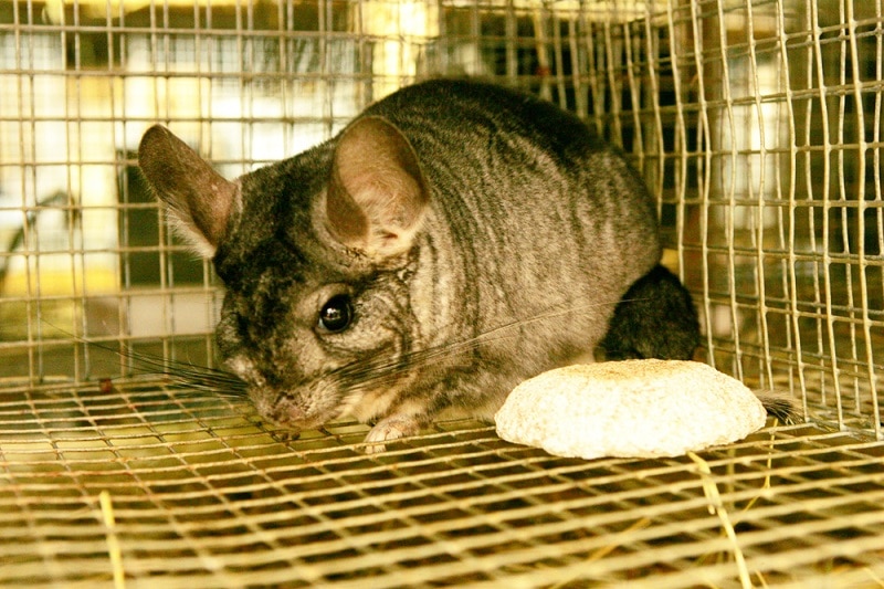 ChinCare Chinchilla Rescue Report and Experiences