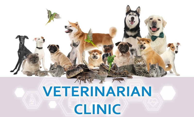 Lists of Vets Worldwide (ChinCare Vet Resources)
