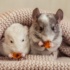 Chinchilla As A Pet Pros And Cons