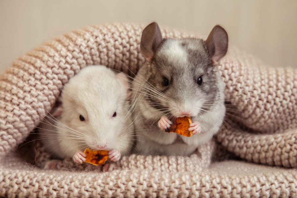 Chinchilla As A Pet Pros And Cons