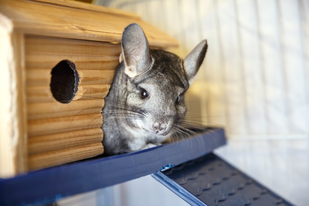 can you potty train a chinchilla