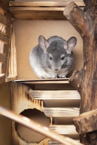 Chinchilla Cage Ledges