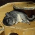 8 Methods To Identify Chinchilla Dying Symptoms