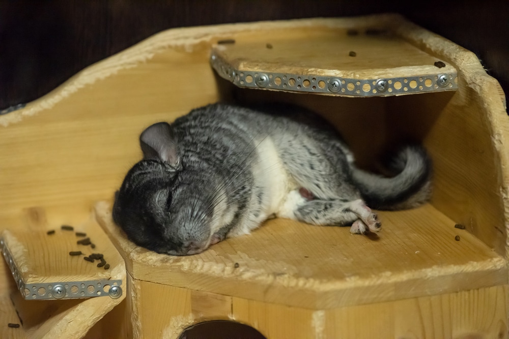 Chinchilla Dying Symptoms