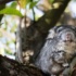 Why Does Chinchilla Point Its Ears Down?