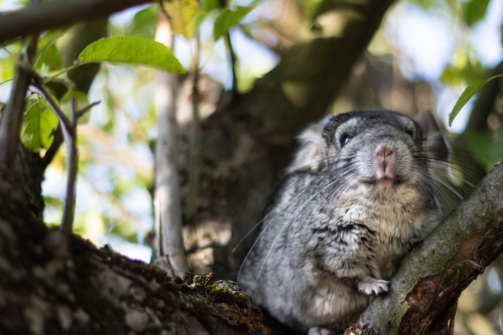 Chinchilla Ears Down