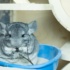 Why Chinchilla Throwing Poop Around?