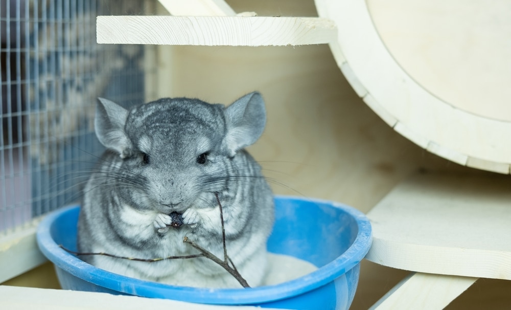 Chinchilla Throwing Poop