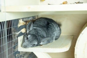 Chinchilla staying alone