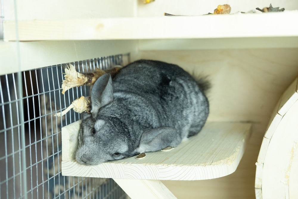 Why Chinchilla Throwing Poop Around? ChinCare