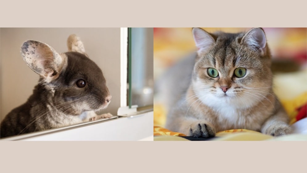 do chinchillas get along with dogs