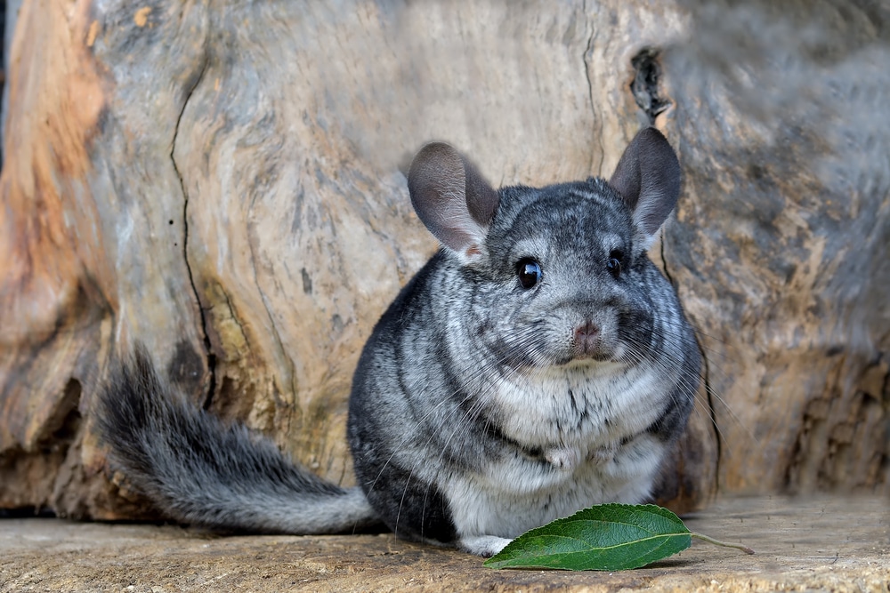 How To Get Paint Off A Chinchilla