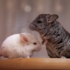 Male Vs Female Chinchilla (Differences Between Male Vs Female Chinchilla)
