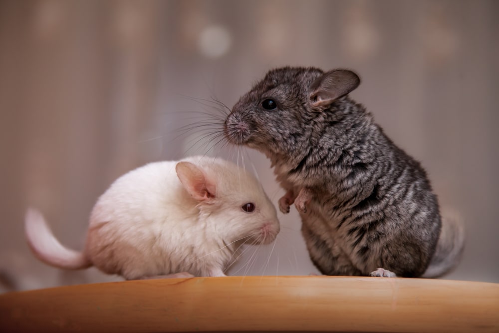 Male Vs Female Chinchilla