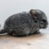 Moldy Wet Chinchilla –  How To Avoid And Ways To Take Care Of Your Chinchilla?