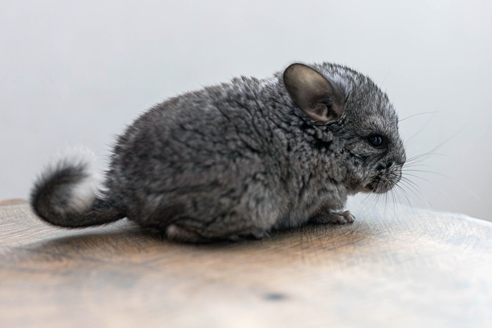 do chinchillas lose their hair when scared