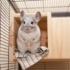 Signs Of A Healthy Chinchilla And How To Take Care Of Your Chinchilla