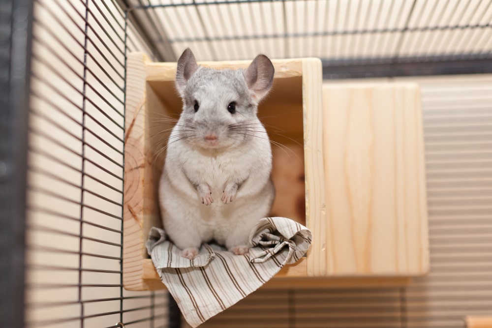 Signs Of A Healthy Chinchilla And How To Take Care Of Your Chinchilla